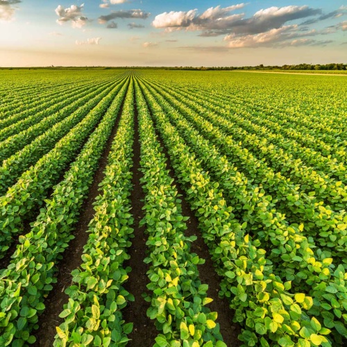 Plantopia joins the Union for Ethical BioTrade